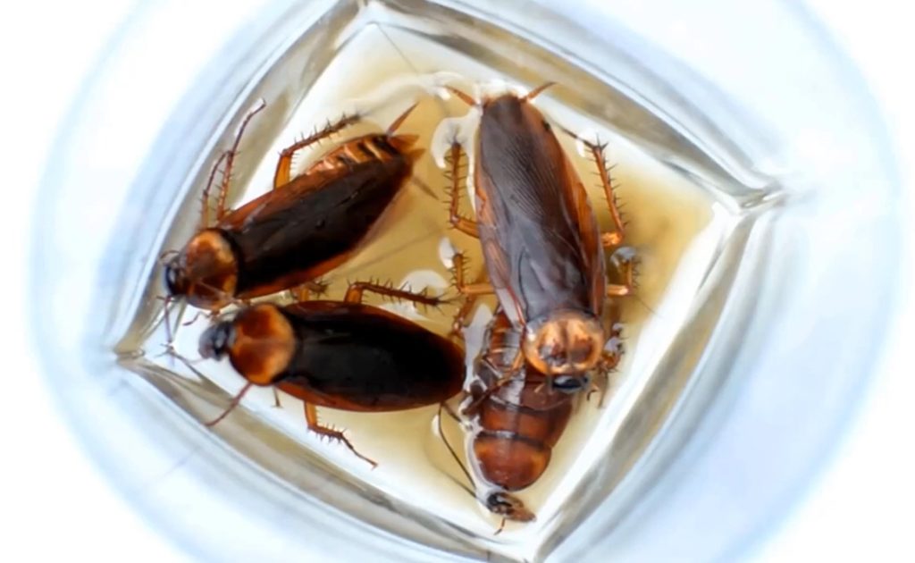 bugs that look like cockroaches