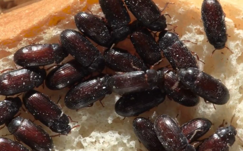 beetles that look like roaches