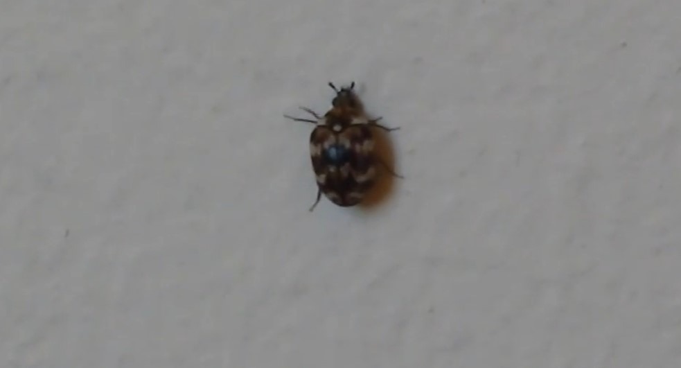 little black bugs in home