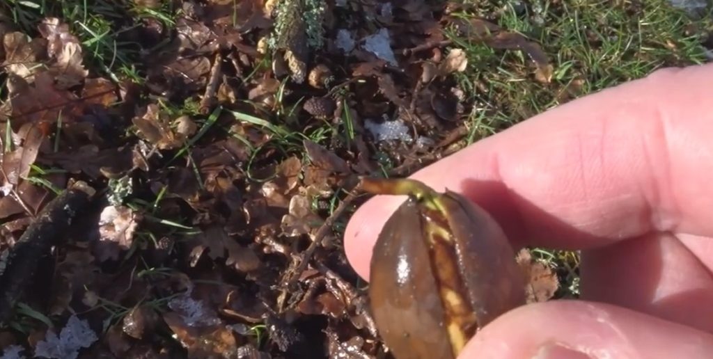 how to grow an acorn