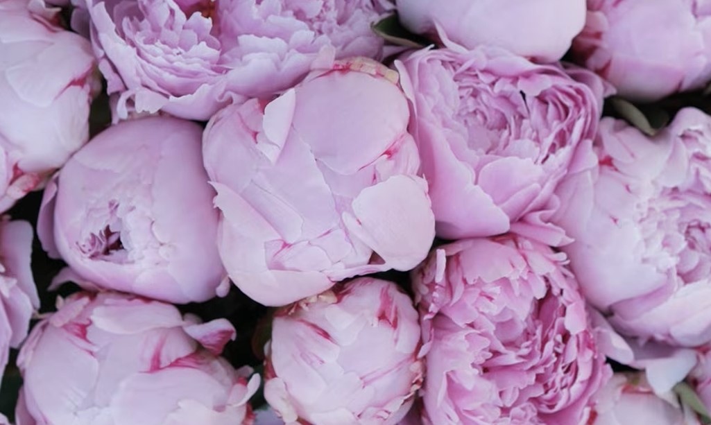 flowers that look like roses